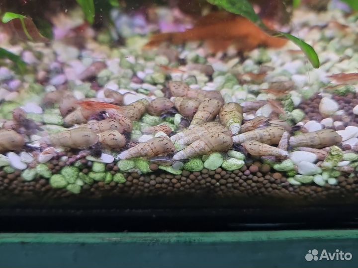 Улитки аквариумные