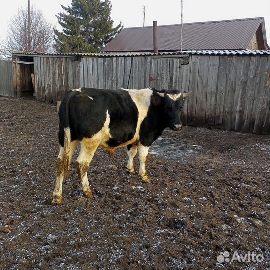 Продам Быка