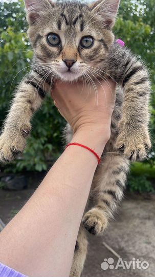 Котята в дар