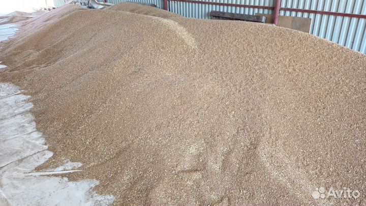 Озимая пшеница