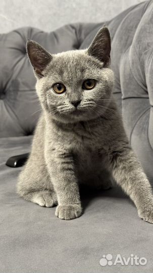 Шотландская кошка