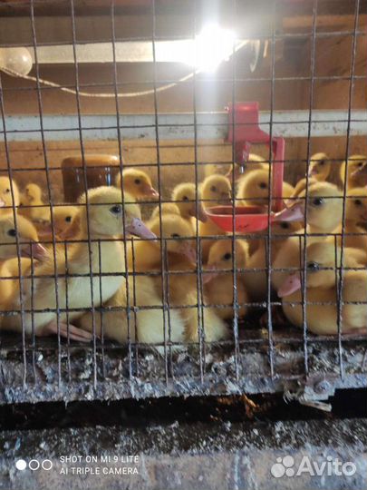 Гусята, утята, цыплята-бройлеры, цесарки