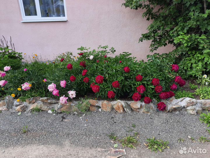 Травянистый пионы