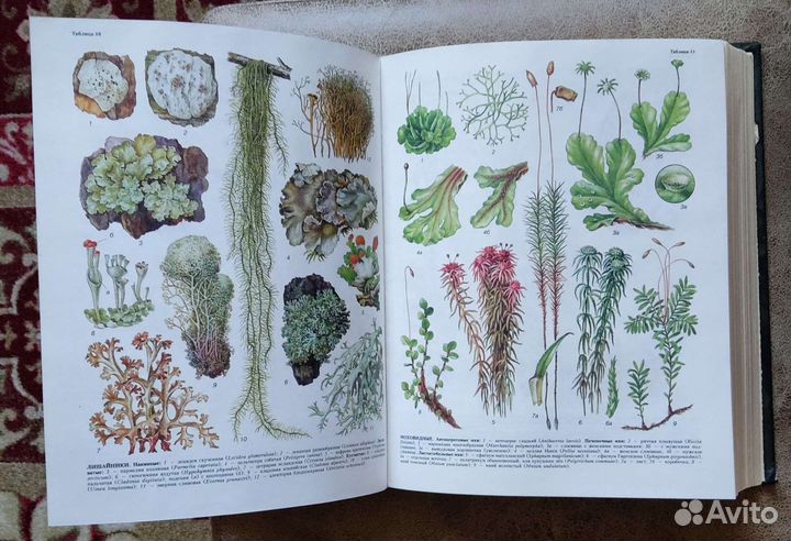 Большой энциклопедический словарь