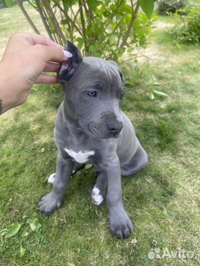 Питбуль прайтер