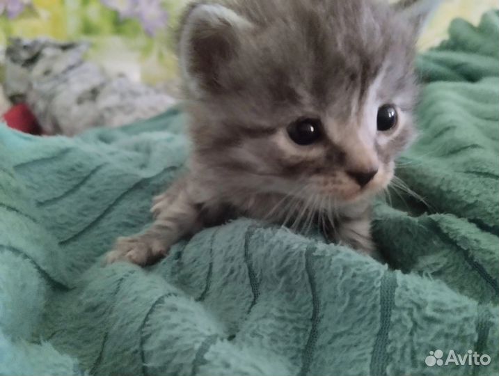 Отдам котёнка