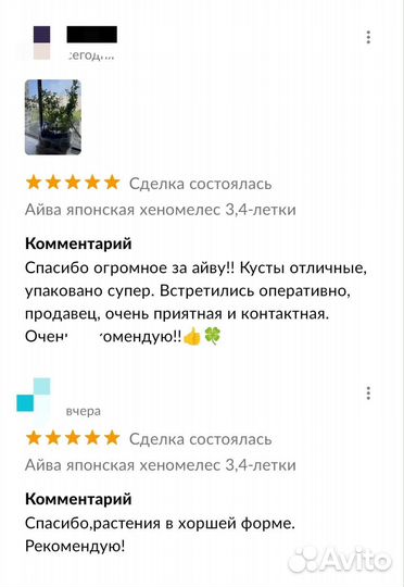 Айва японская хеномелес 2 и 4-летки