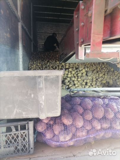 Продам картофель Домашний вкусный. Излишки