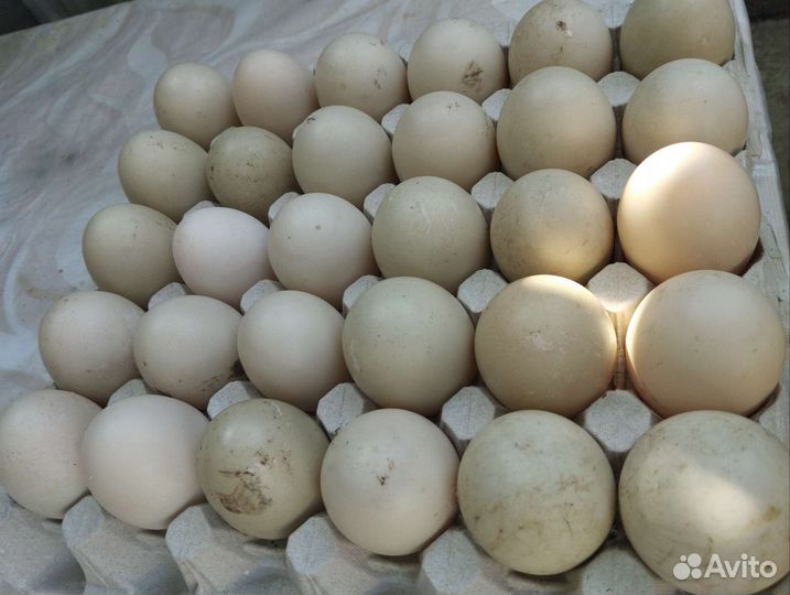 Утинные яйца