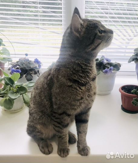 Кошка