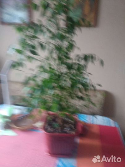 Фикус бенджамина