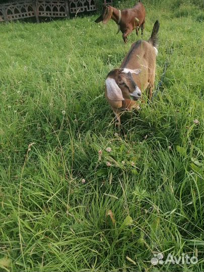 Нубийская козочка