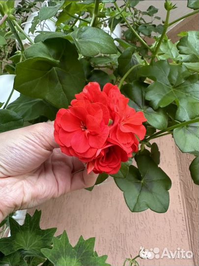 Пеларгония герань