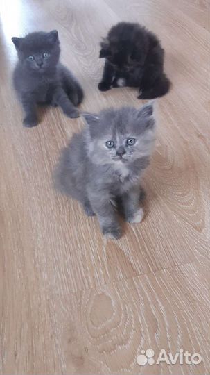 Котята отдам бесплатно