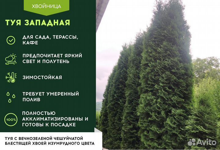 Туя Колумна