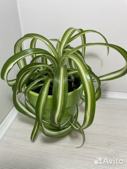 Хлорофитум Бони кудрявый