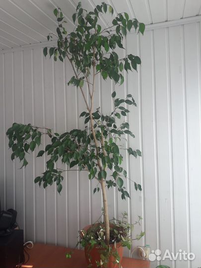 Фикус Бенджамина большой