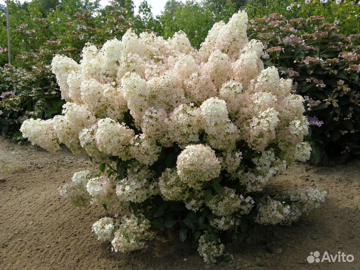 Саженцы метельчатой гортензии