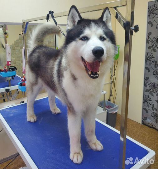 Зоосалон, грумер, стрижка кошек и собак, груминг