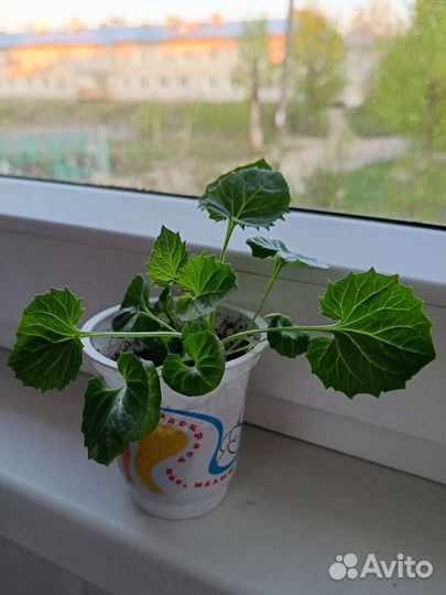 Кампанула жених