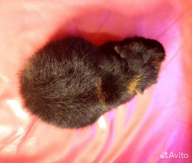 Морская свинка американский тедди