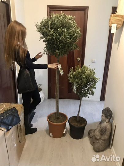 Оливковое дерево, олива, 150см, редкое, наличие