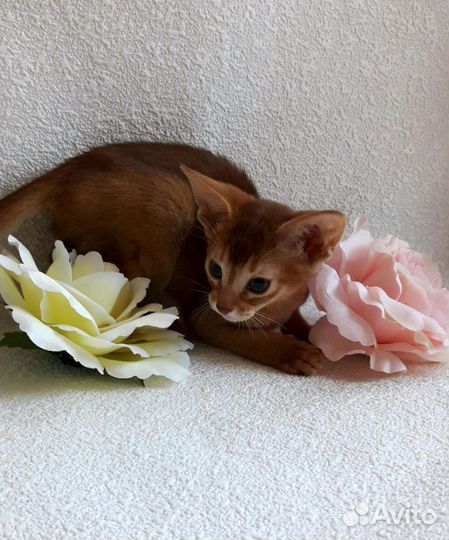 Абиссинская котята
