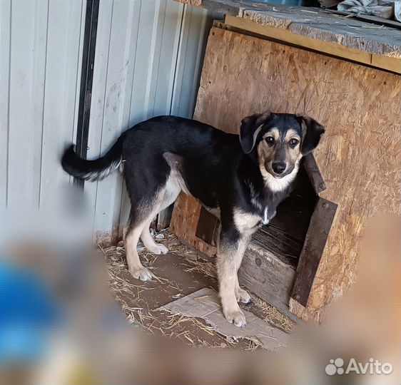 Щенок в дар