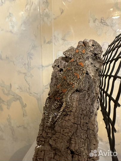 Ушастый бананоед