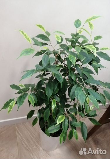 Фикус бенджамина