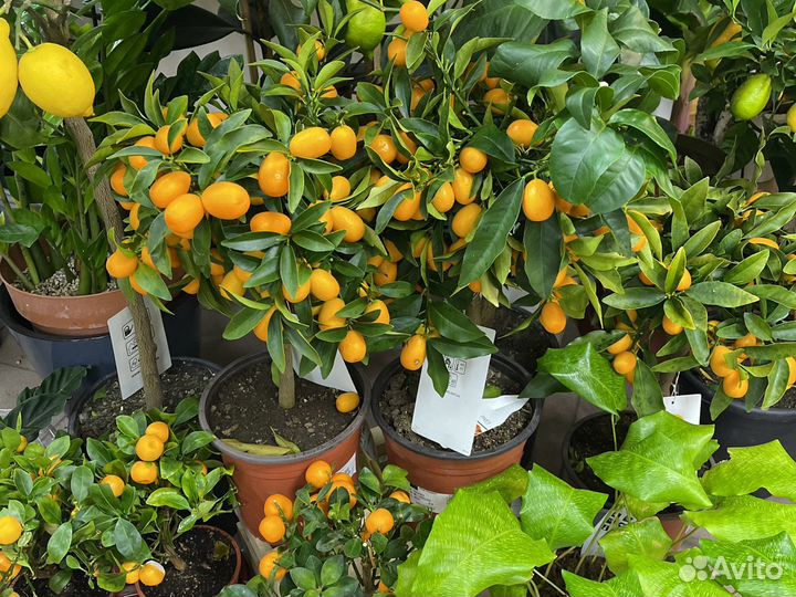 Цитрус кумкват Н75