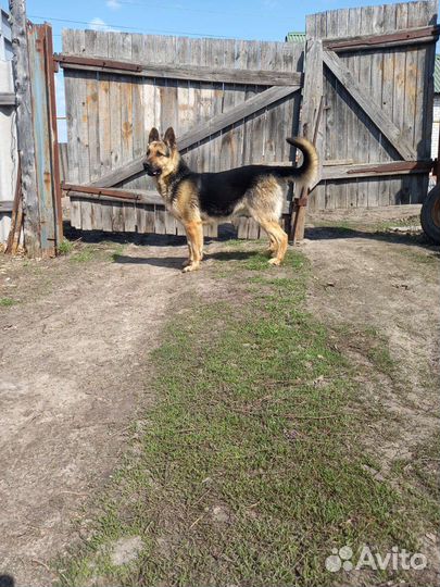 Вязка вео кобель