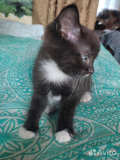 Котики в добрые руки