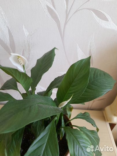 Спатифиллум продаются отростки