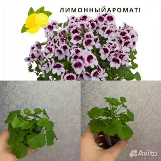 Герань пеларгония