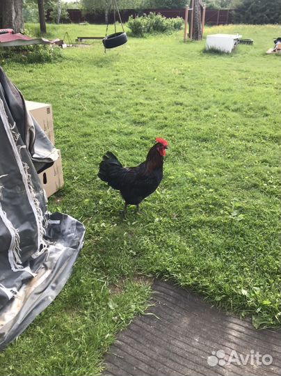 Молодки курочки и петушки Московская черная