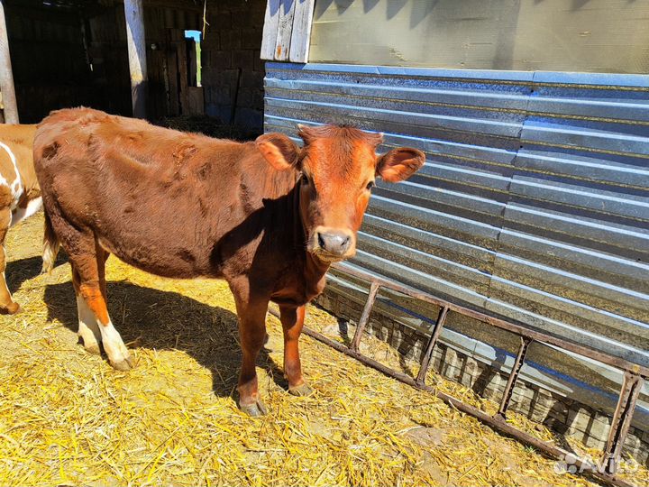 Телка 6 месяцев