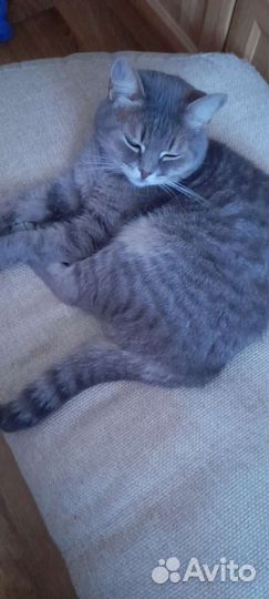 Кошка