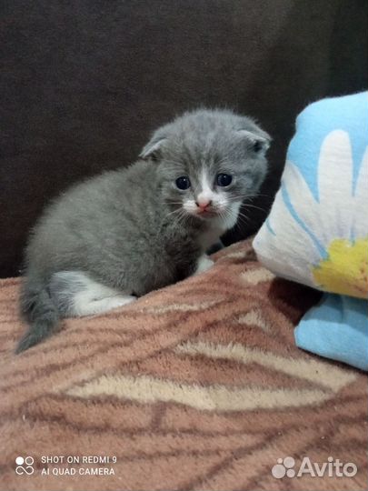 Вислоухие котята