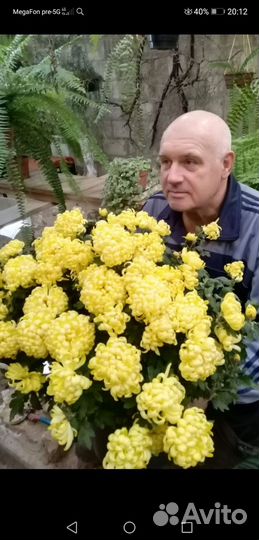 Продам комнатные хризантемы. От 500р