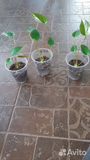 Антуриумы сортовые