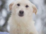Белая красавица собака Бэль