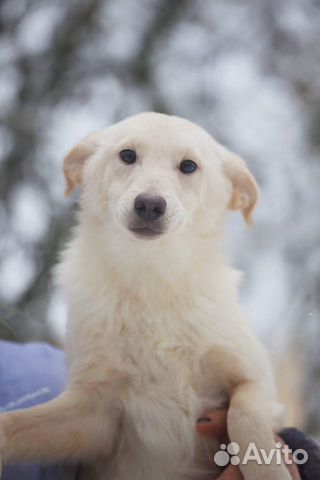 Белая красавица собака Бэль объявление продам