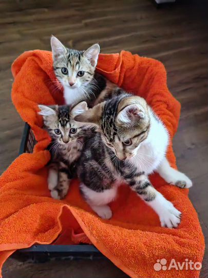 Кошки курильский бобтейл