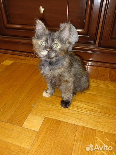 Малышка Валенсия