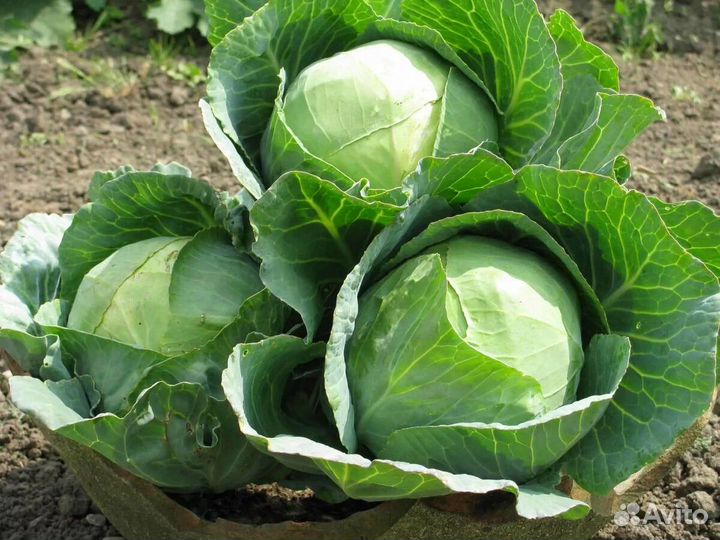 Перегной с доставкой