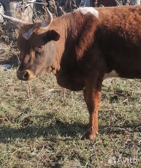 Продам быка на племя