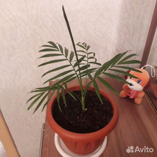 Пальма хамедорея