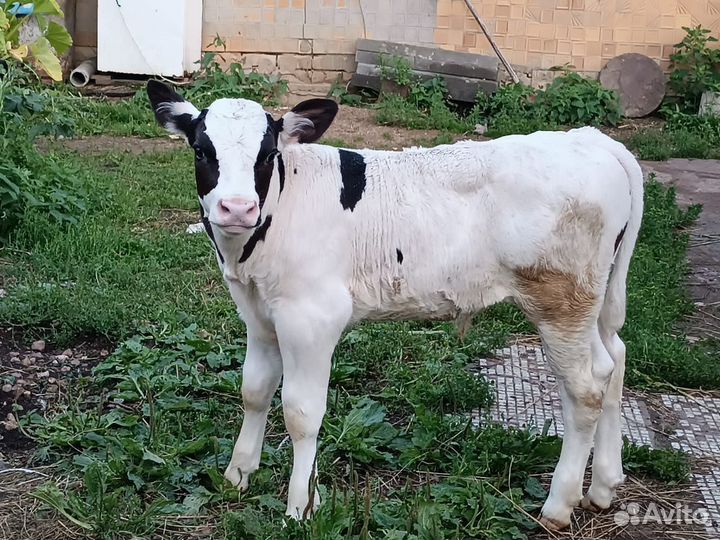 Продам теленка