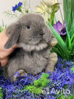 Домашний питомец кролик
